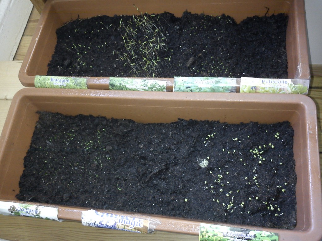 Kräuter und Gewürze